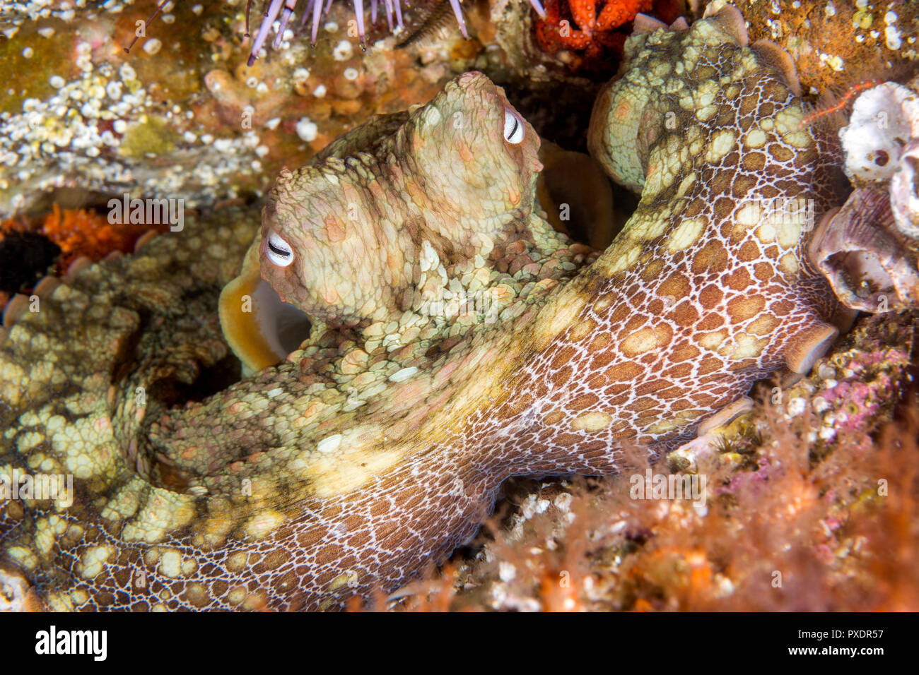 Ein niedliches Octopus liegt bewegungslos in Spalt, wie es änderungen Farben in mit dem Hintergrund zu verschmelzen Stockfoto
