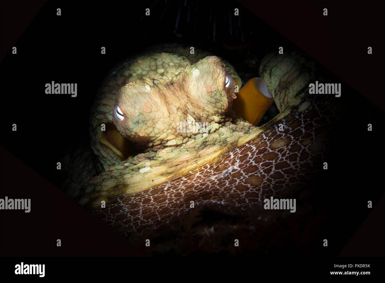 Ein niedliches Octopus liegt bewegungslos in Spalt, wie es änderungen Farben in mit dem Hintergrund zu verschmelzen. Schuss mit einer leichten snoot Auge des Tieres zu isolieren f Stockfoto