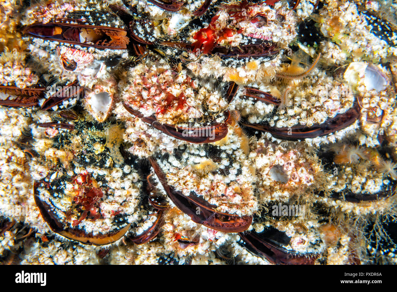 Eine Kolonie von bunte Muscheln auf ein flaches Riff befestigt sind geöffnet, damit Sie sich auf die Rückstände aus der bewegten Wasser ernähren können. Stockfoto