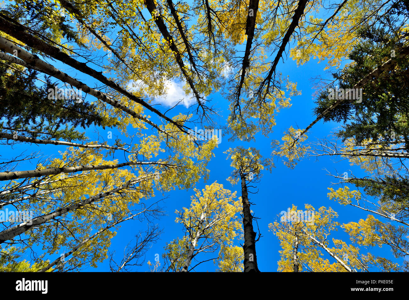 Ein horizontales Bild suchen, um sich an die Baumkronen eines gemischten Standplatz der Bäume vor blauem Himmel in ländlichen Alberta Kanada Stockfoto