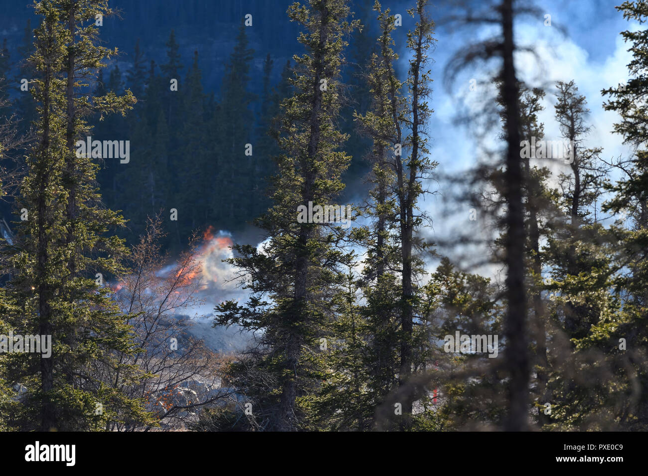 Ein wildfire Brennen in einem Waldgebiet in Jasper National Park, Alberta, Kanada. Stockfoto