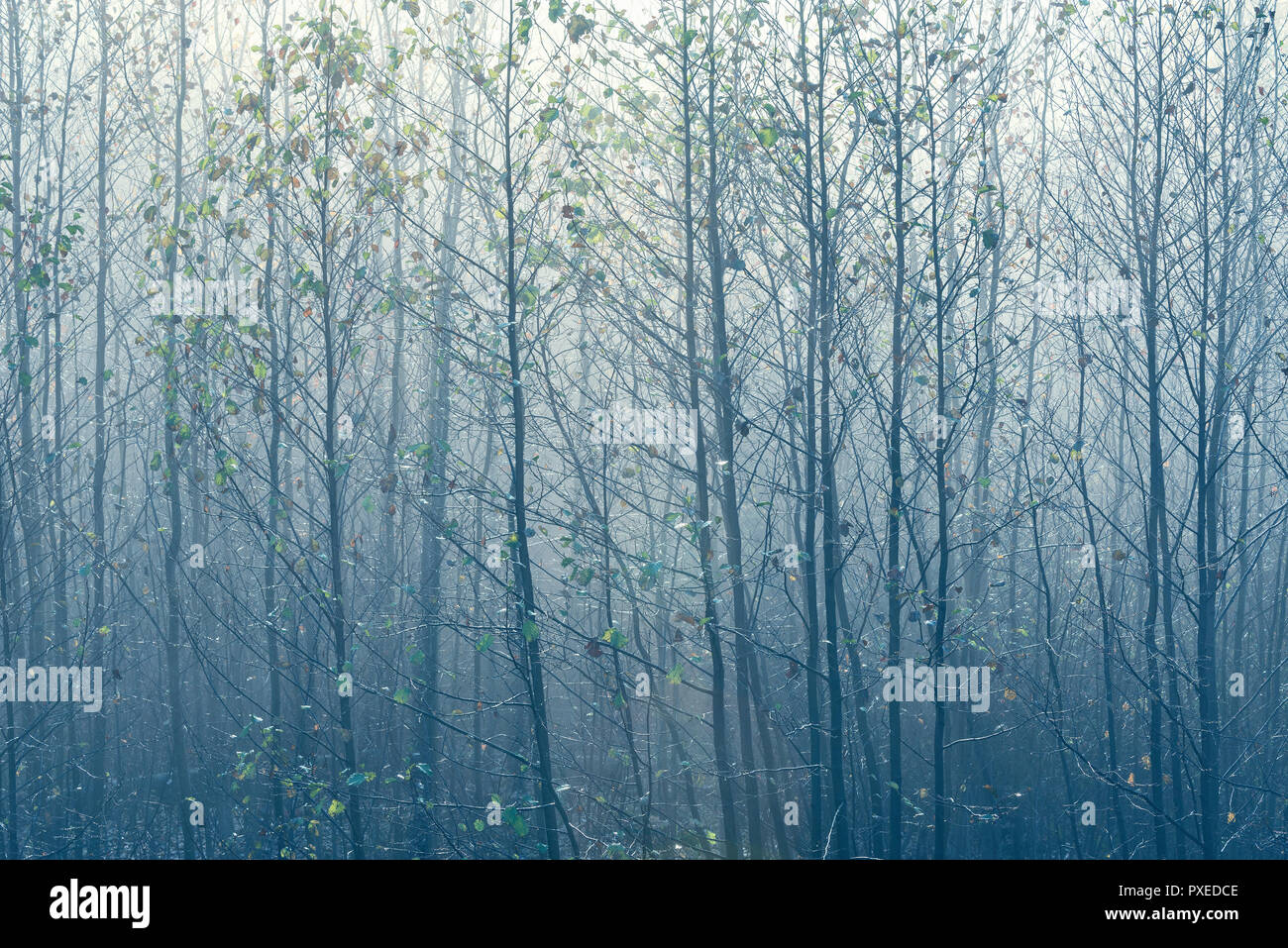 Blick auf den Wald bei kalten nebligen Morgen Zeit. Stockfoto
