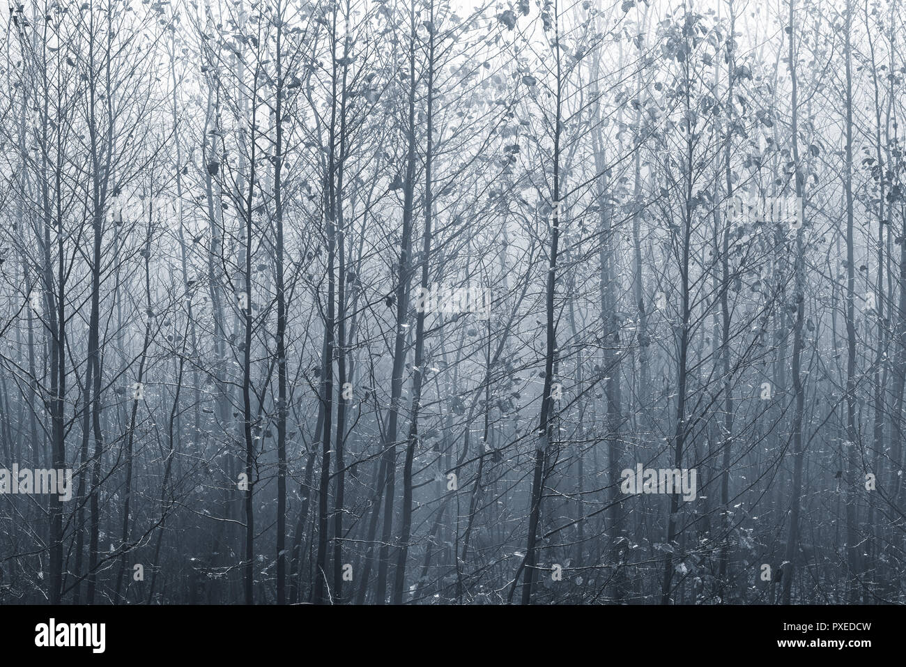 Blick auf den Wald bei kalten nebligen Morgen Zeit. Stockfoto