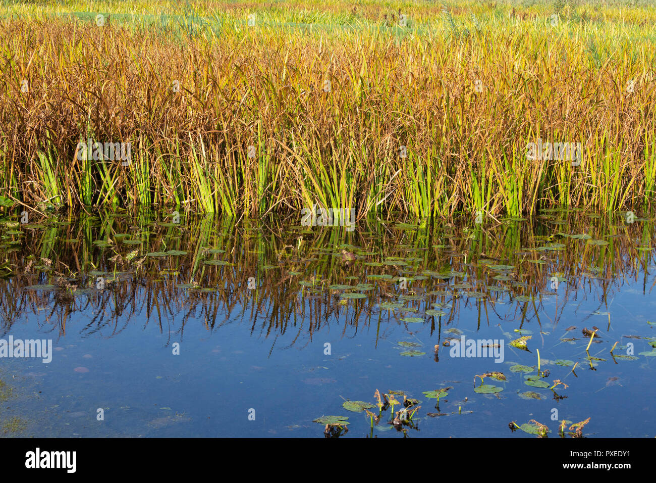 Herbst farbige Reed am See Stockfoto