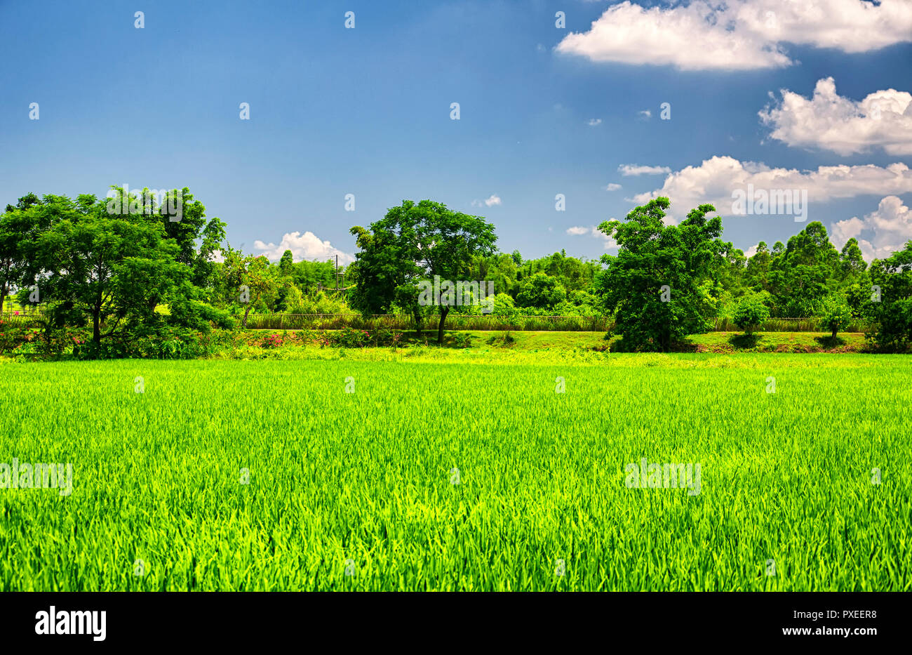 Ein Reisfeld in Pingyao Diaolou in Zili Dorf in Pingyao Chinas in der Provinz Guangdong an einem sonnigen blauen Himmel. Stockfoto