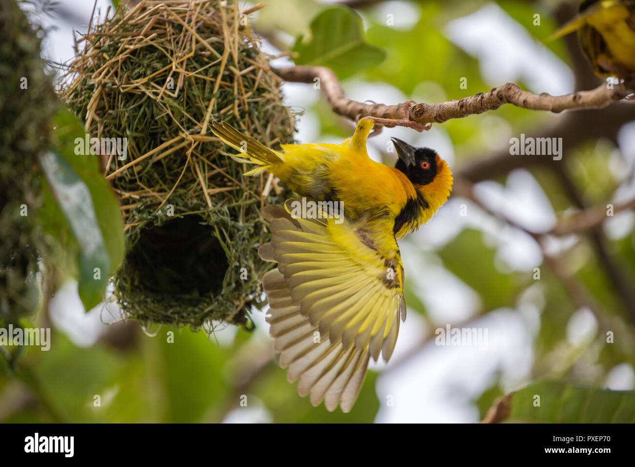 Gelb Weber Verschachtelung auf Ngamba Island am Viktoriasee, Uganda Stockfoto