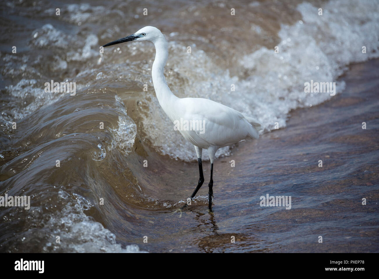 Seidenreiher auf Ngamba Island am Viktoriasee, Uganda Stockfoto