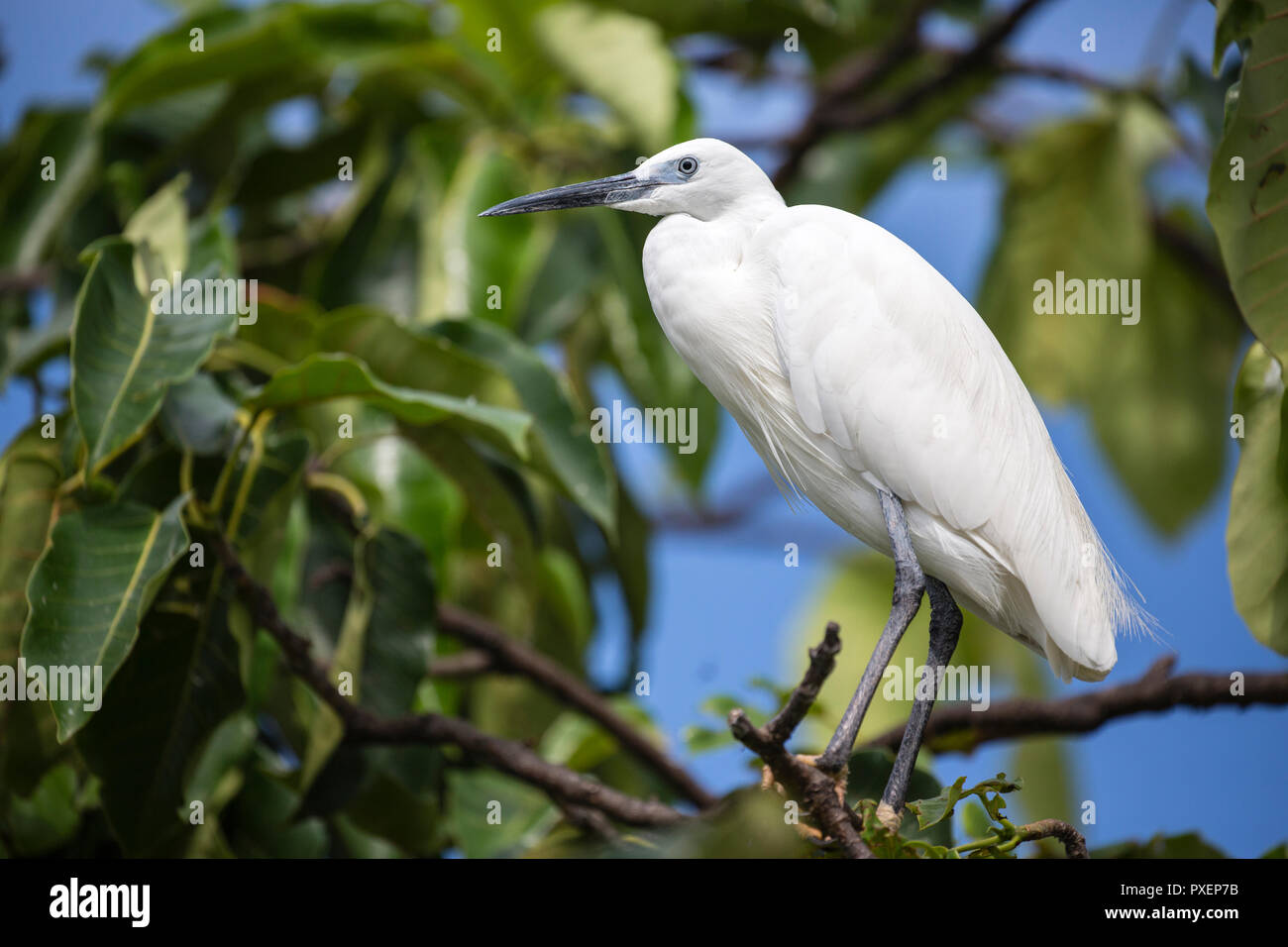 Seidenreiher auf Ngamba Island am Viktoriasee, Uganda Stockfoto