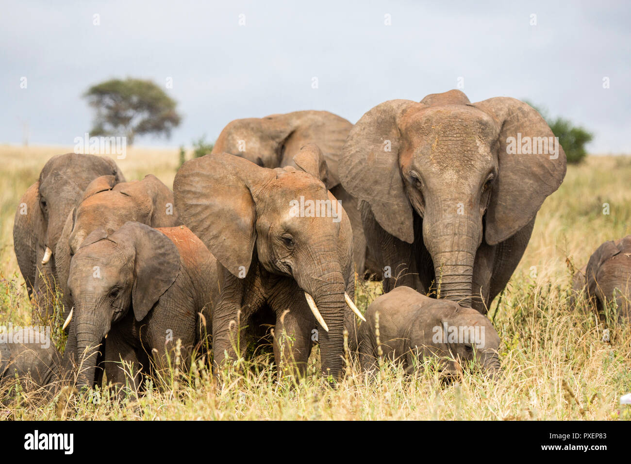 Savanna Elefanten der Tarangire Nationalpark, Tansania Stockfoto