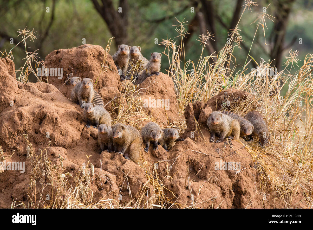 Gebänderte mungos der Tarangire Nationalpark, Tansania Stockfoto