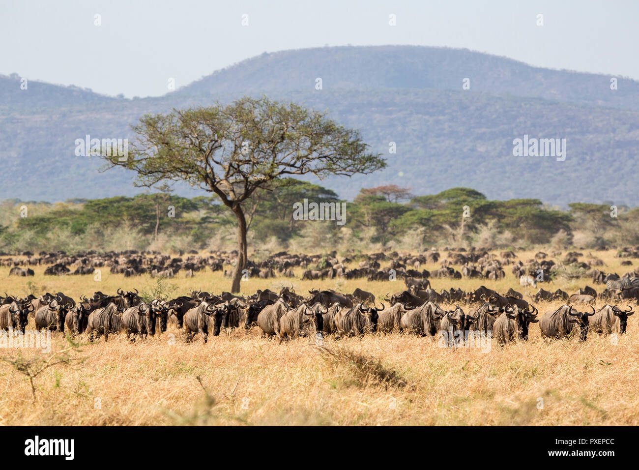Große Gnuwanderung in der Serengeti National Park, Tansania Stockfoto