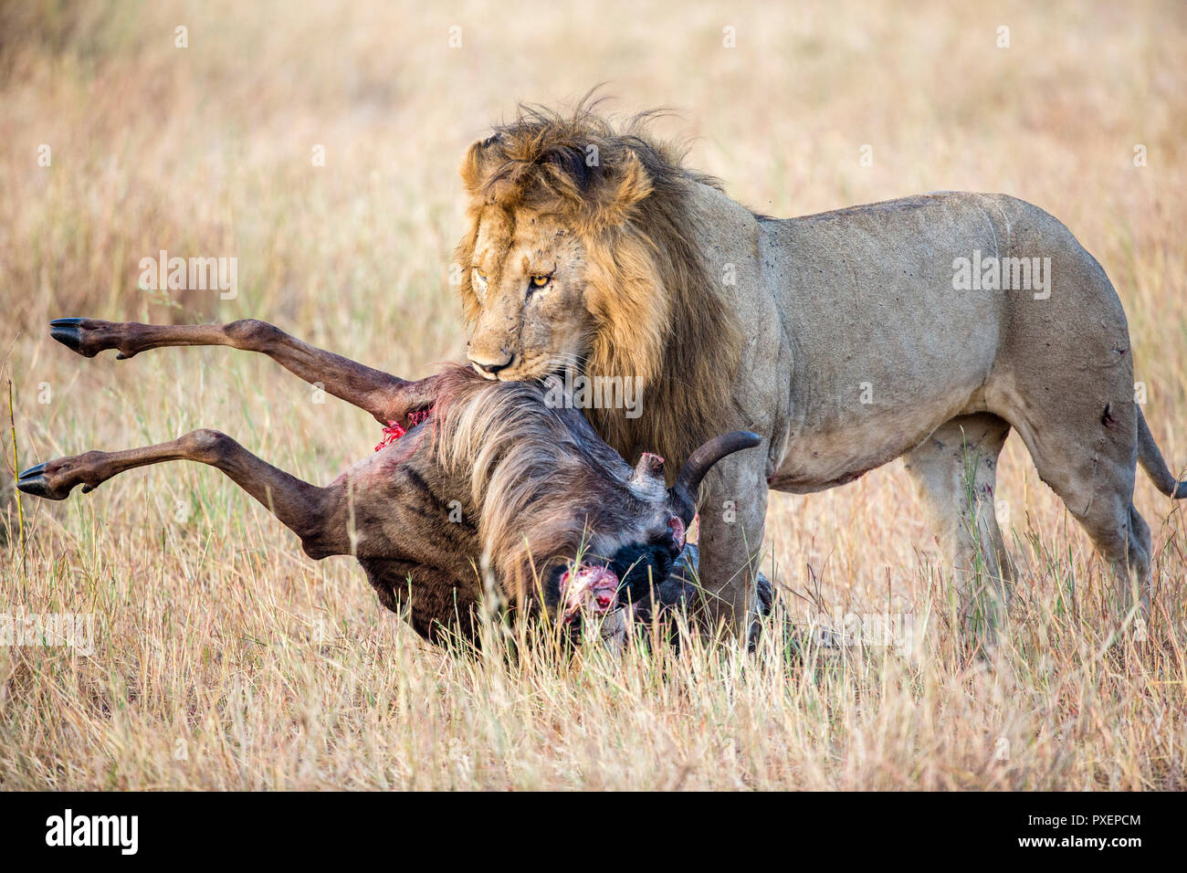 Lion ziehen Töten in der Serengeti National Park, Tansania Stockfoto