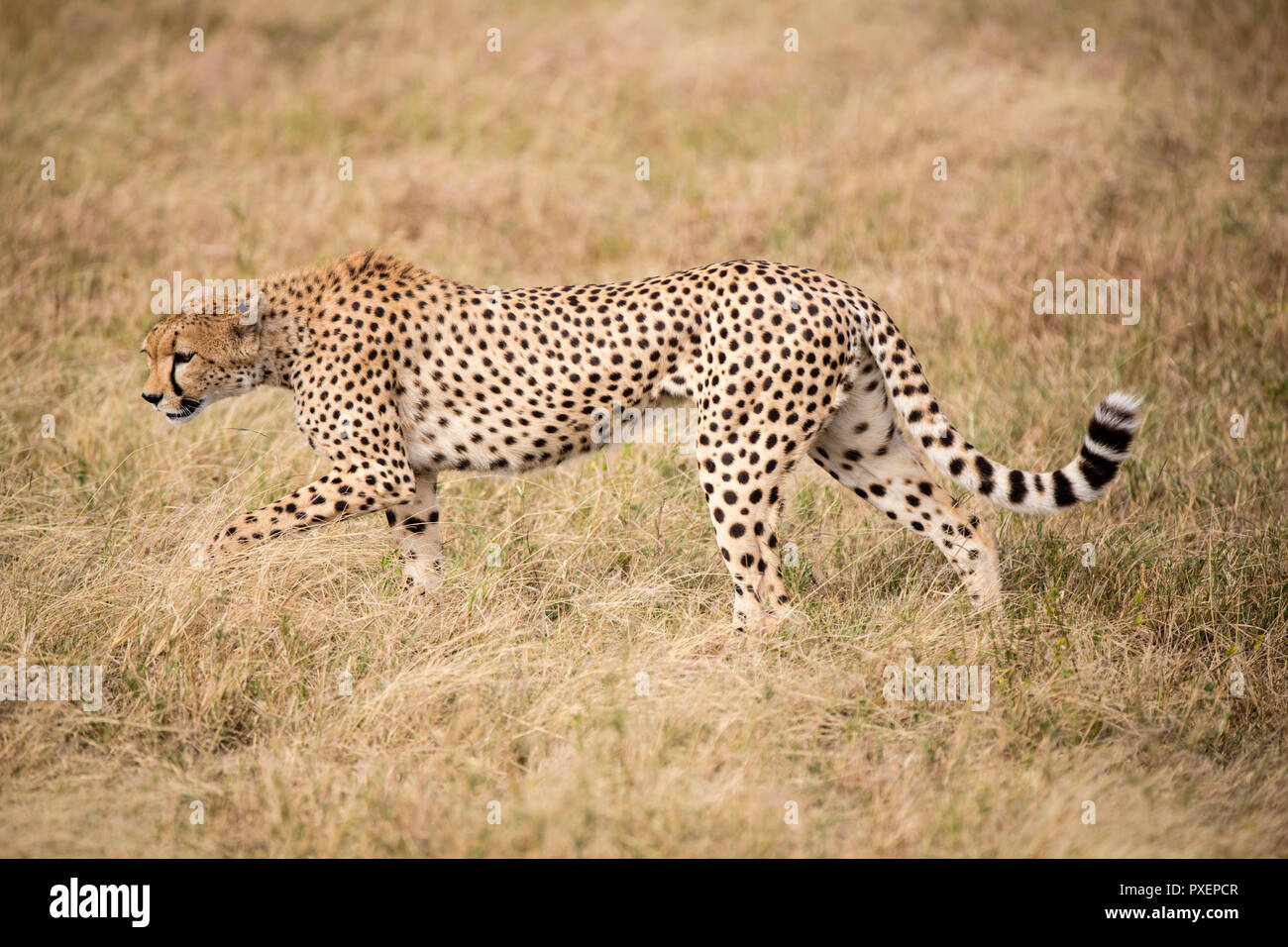 Gepard in der Serengeti Savanna, Tansania Stockfoto