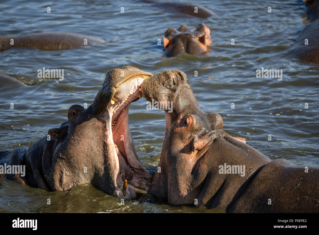 Nilpferde im Serengeti National Park, Tansania kämpfen Stockfoto