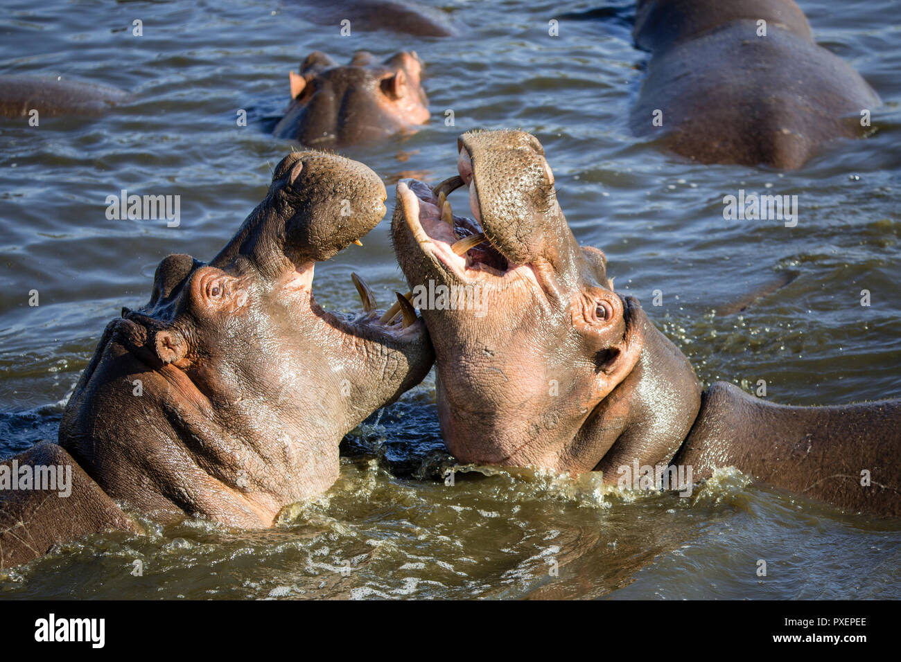 Nilpferde im Serengeti National Park, Tansania kämpfen Stockfoto