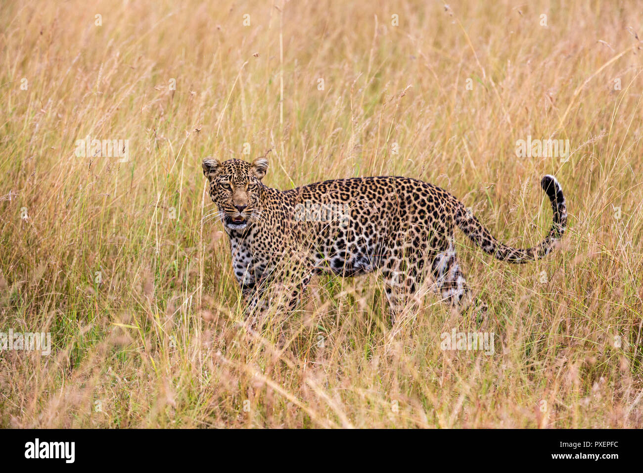 Leopardin im Serengeti National Park, Tansania Stockfoto