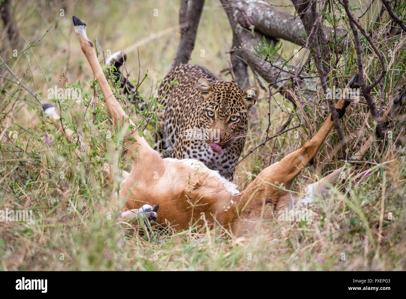 Leopardin mit impala Töten in der Serengeti National Park, Tansania Stockfoto