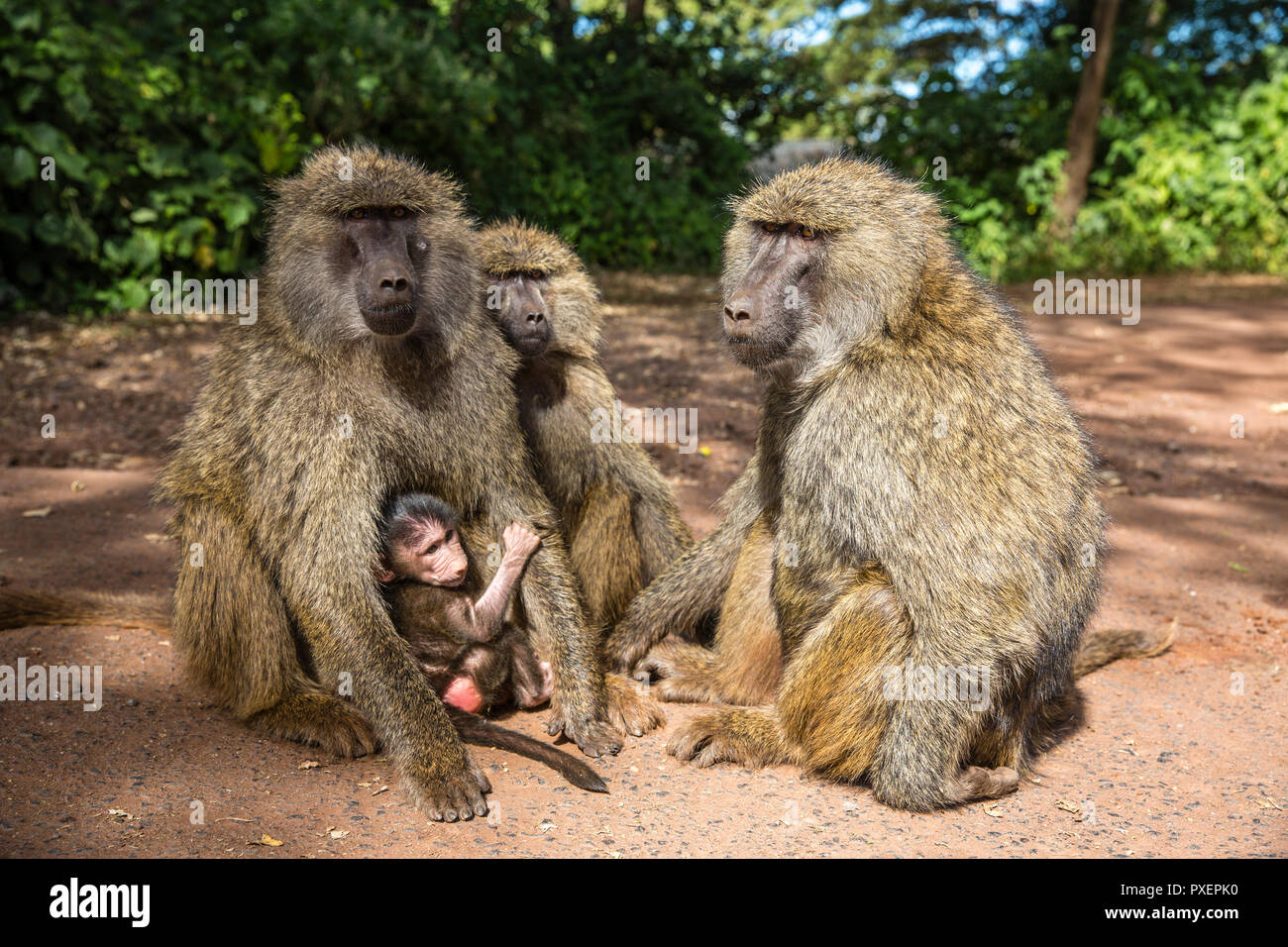 Olive baboon Truppe in der Ngorongoro Krater, Tansania Stockfoto