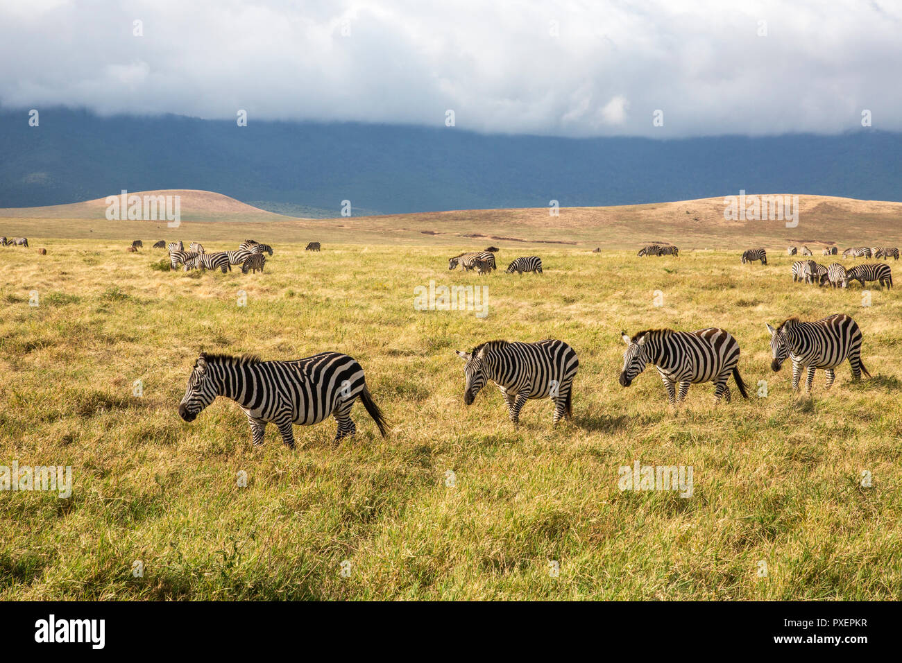 Zebras in der Ngorongoro Crater in Tansania Stockfoto