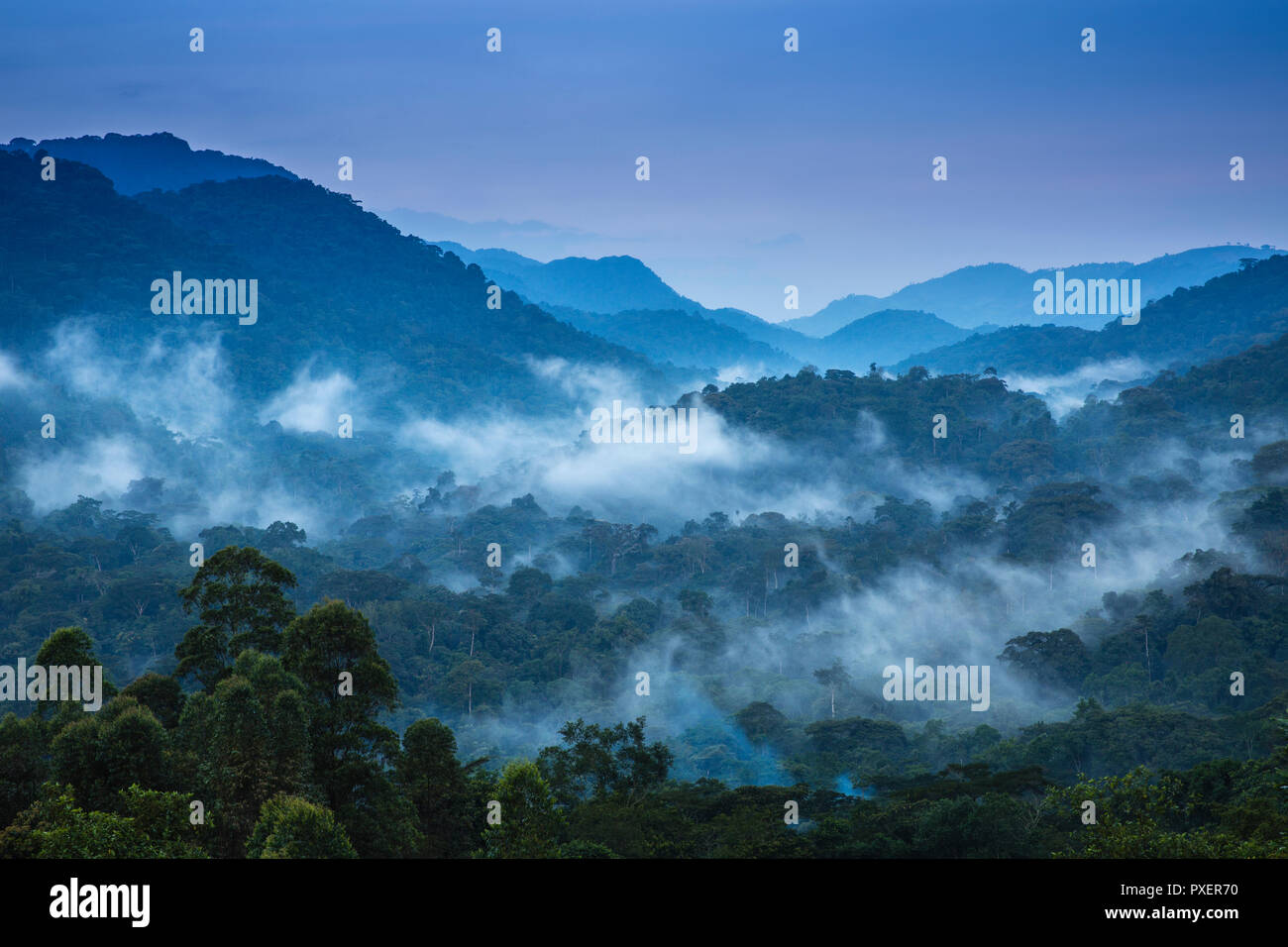 Bwindi undurchdringlichen Wald, Uganda Stockfoto