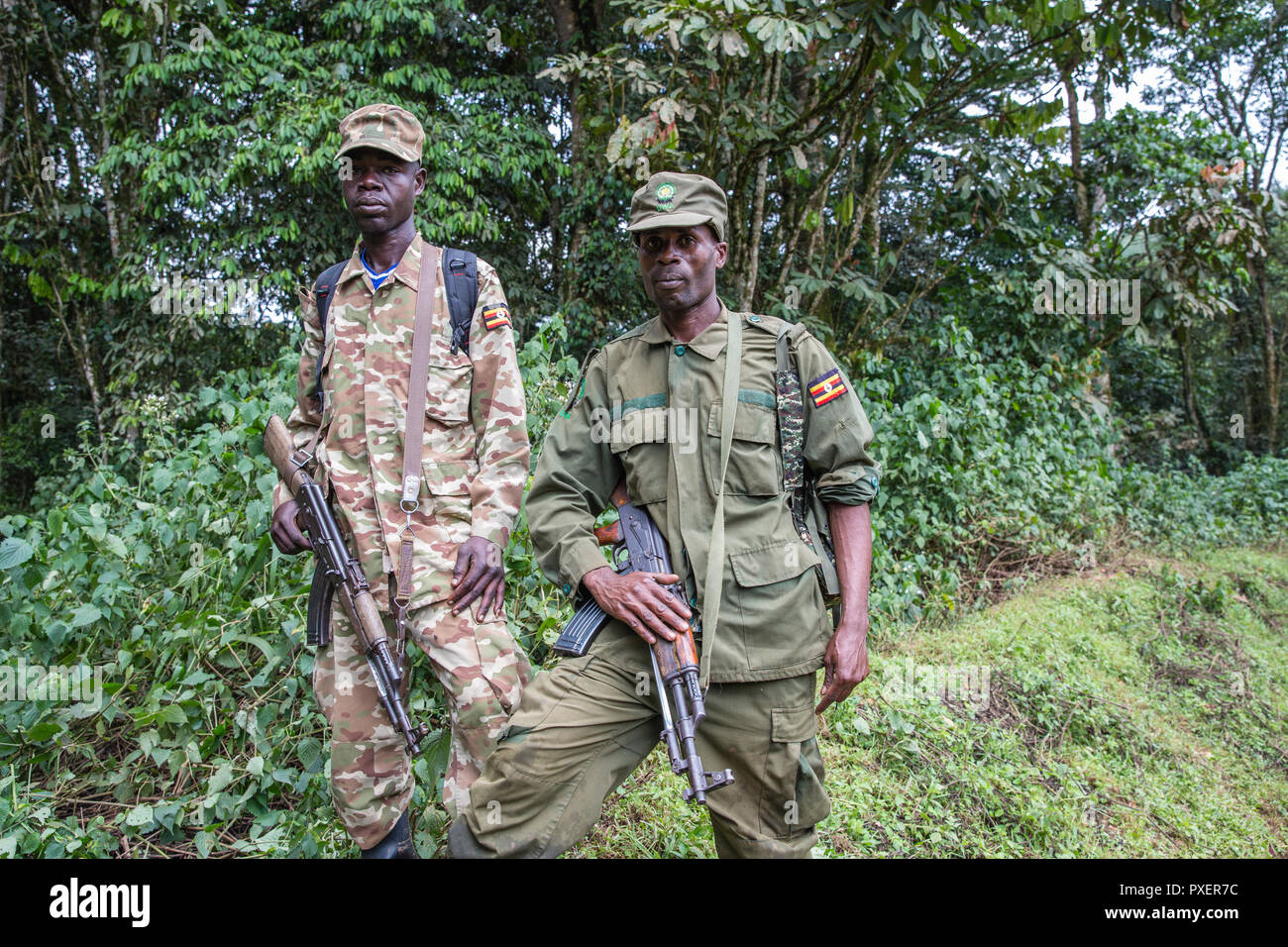 Bewaffnete Wachen aus der Uganda Wildlife Authority im Bwindi Impenetrable Forest, Uganda Stockfoto