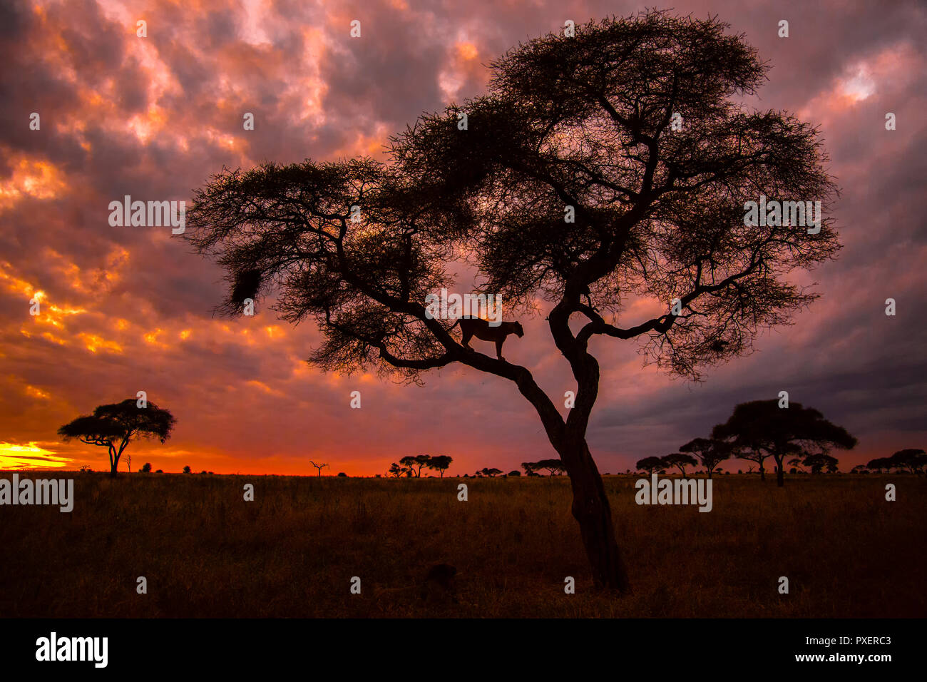 Tree-climbing Lions des Tarangire Nationalpark, Tansania Stockfoto