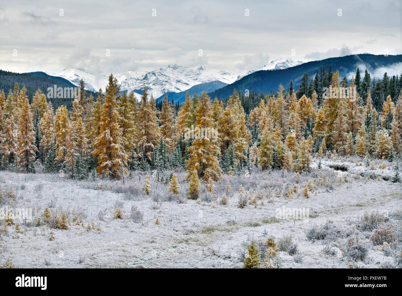Eine horizontale Landschaft des ersten Schnee fallen der Krönung der Lärchen an Switzer Park auf dem Highway 40 North in den Ausläufern der Rocky Mountains. Stockfoto