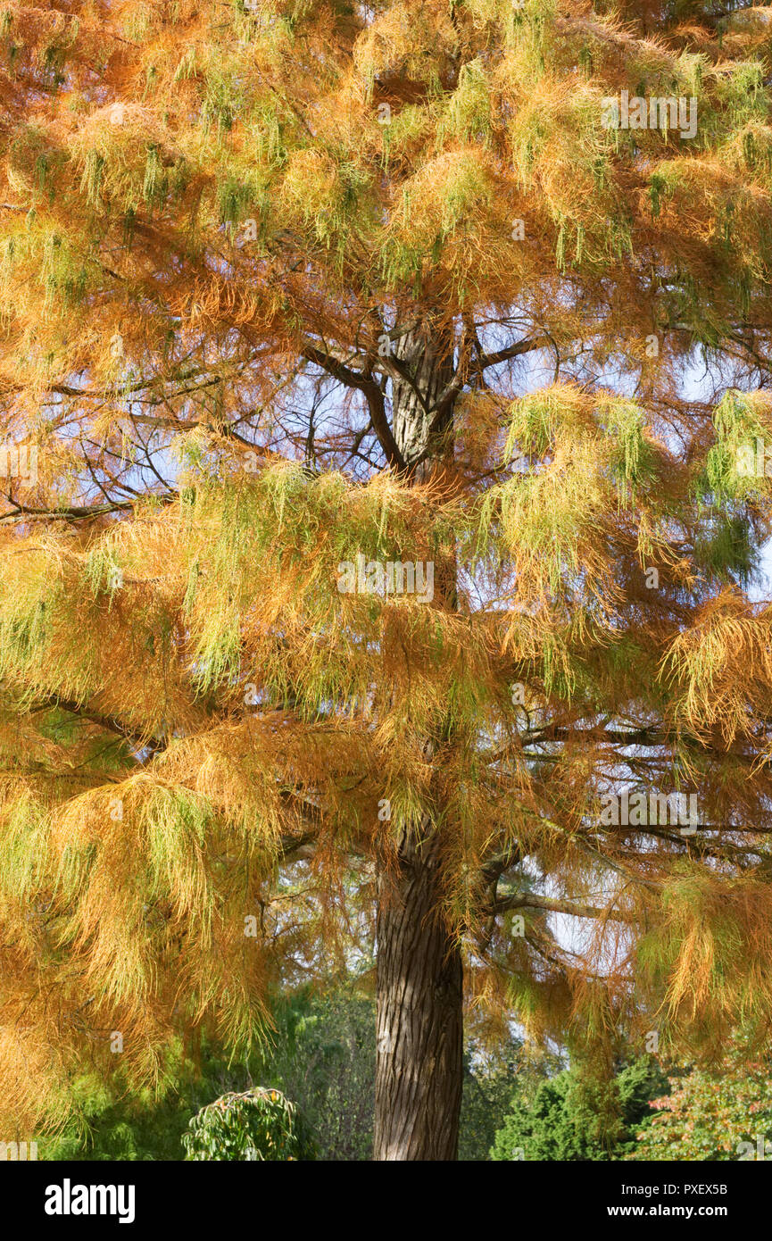 Taxodium distichum var. distichum Nutans imbricarium''. Kahlen Zypresse Baum im Herbst. Stockfoto