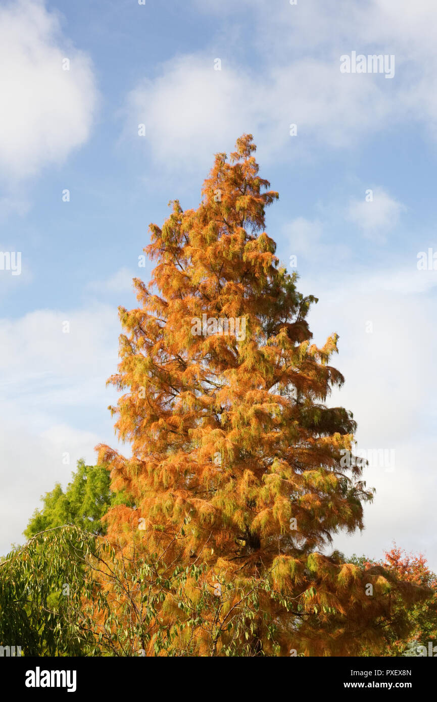 Taxodium distichum var. distichum Nutans imbricarium''. Kahlen Zypresse Baum im Herbst. Stockfoto