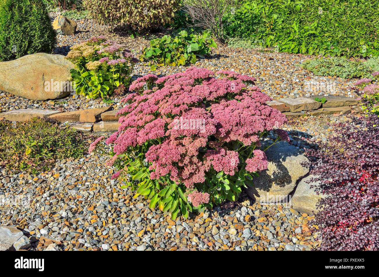 Helle Bush mit rosa Blütenstände mit saftigen Sedum Blumen close-up, lat. (Hylotelephium spectabile) - schöne dekorative Pflanze für den Garten land Stockfoto