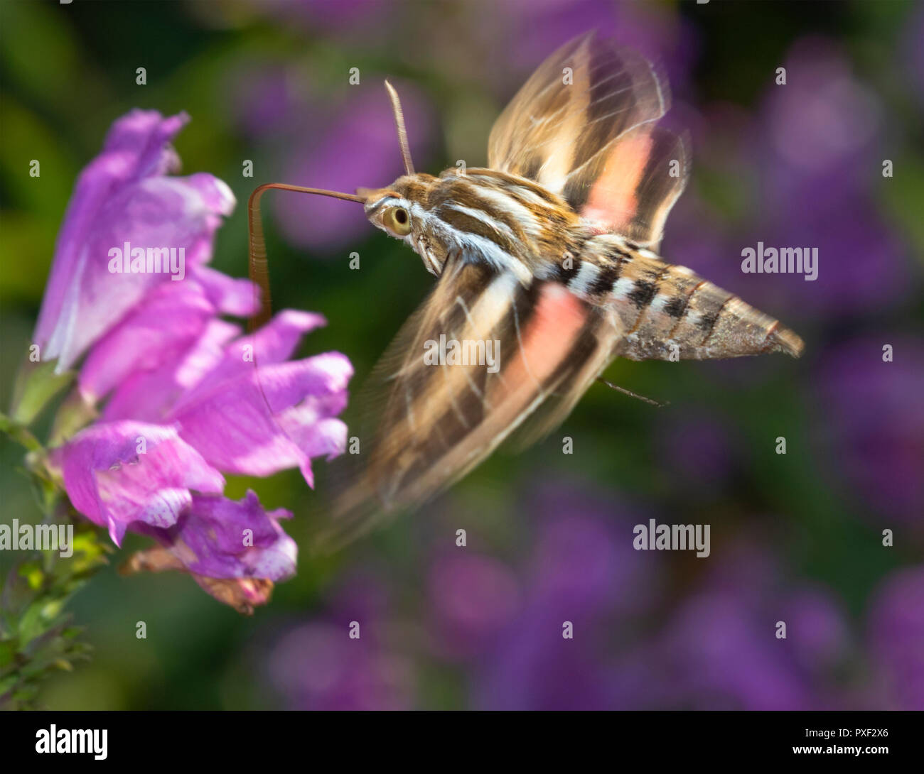 White-Lined Sphinx Moth (hyles Lineata) Ernährung auf Blume, Iowa, USA. Stockfoto