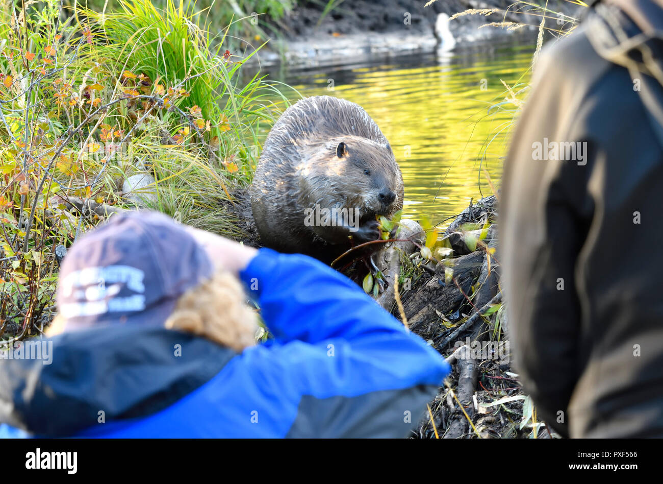 Ein wilder Biber "Castor canadensis 'saß auf seinem Damm Menschen zu beobachten und zu fotografieren, wie er auf einen kleinen Zweig feeds. Stockfoto