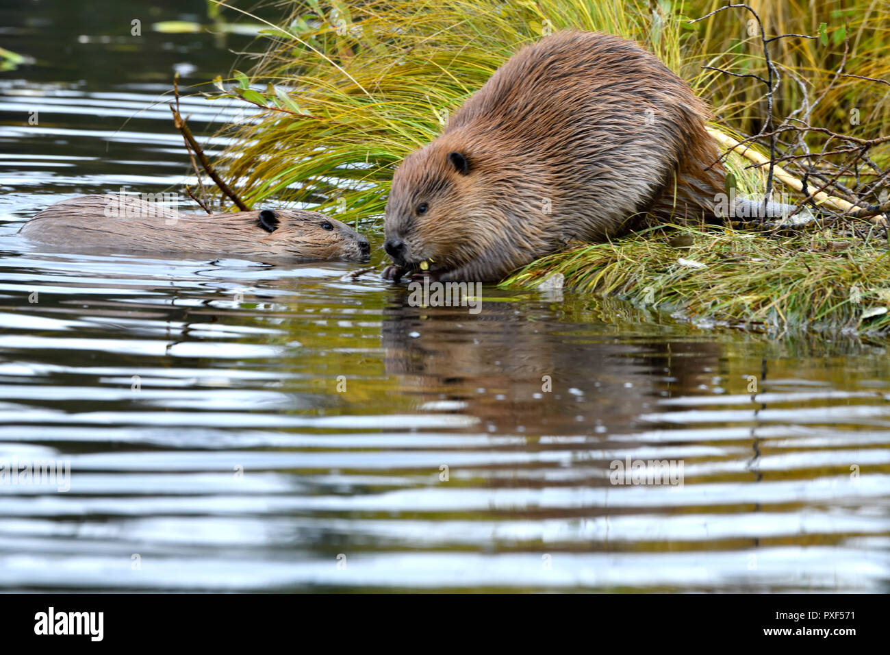 Eine Mutter Biber "Castor canadensis 'und ihr Jahr alte Kit am Ufer des Maxwell See in Hinton Alberta, Kanada. Stockfoto