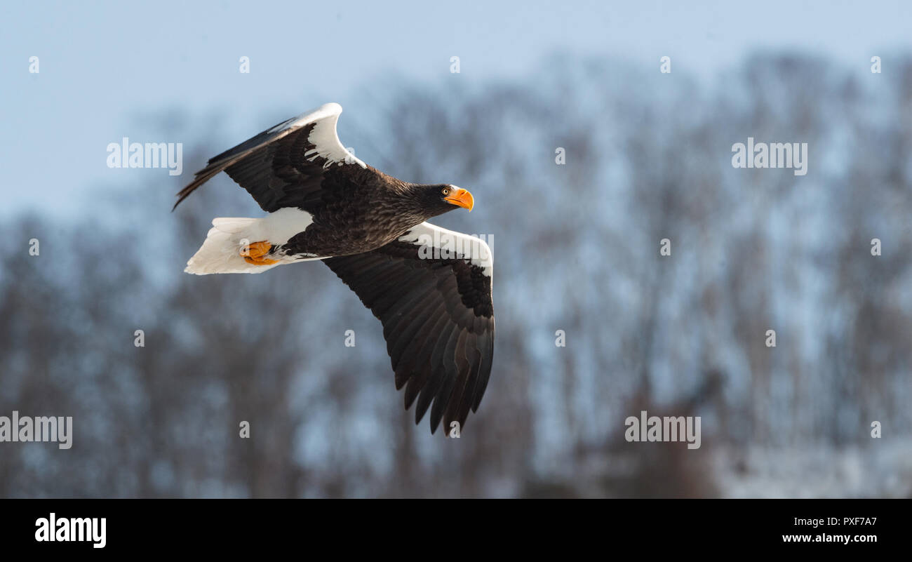 Die Erwachsenen Steller Seeadler im Flug. Schneebedeckten Berge im Hintergrund. Wissenschaftlicher Name: Haliaeetus pelagicus. Natürlicher Lebensraum. Winter Saison. Stockfoto