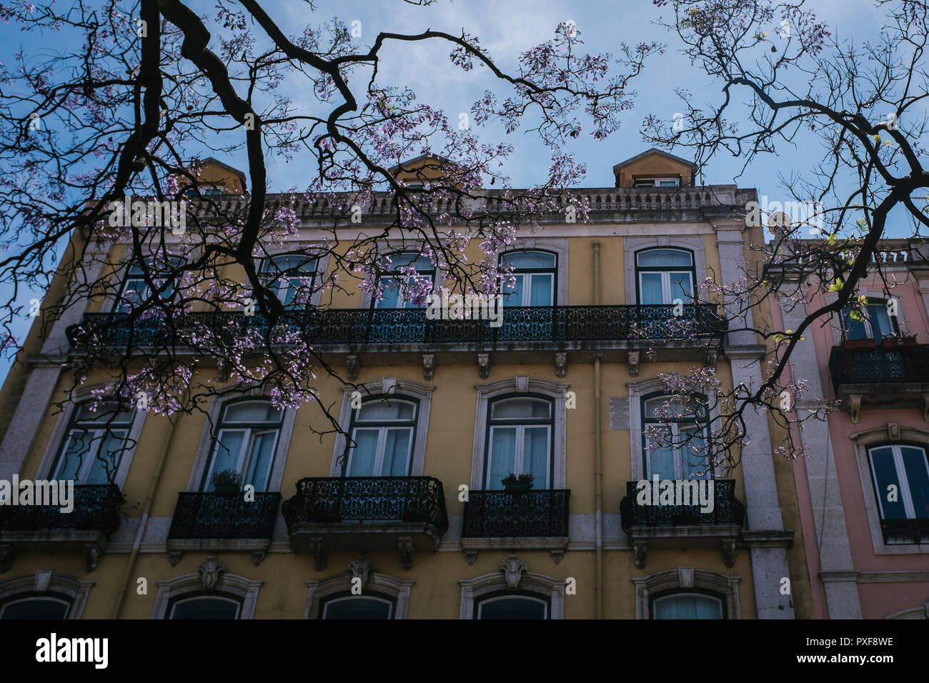 Auf der Suche nach oben durch blühende Zweige an der Außenseite eines gelben Gebäude mit Fenstern und Balkonen an einem sonnigen Sommertag in Lissabon, Portugal Stockfoto
