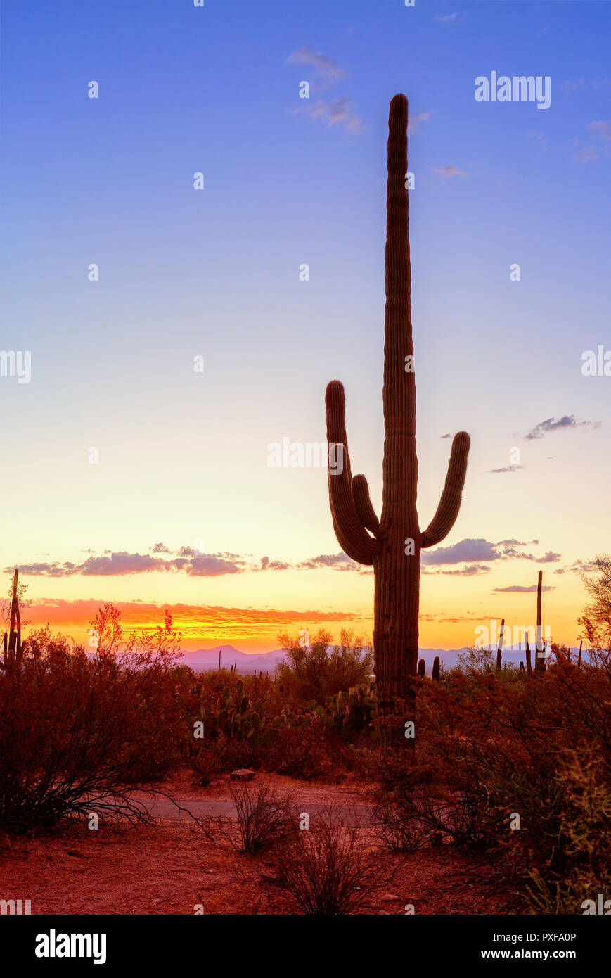 Saguaro Kaktus (Carnegiea gigantea) steht gegen ein Abendhimmel, California, United States. Stockfoto