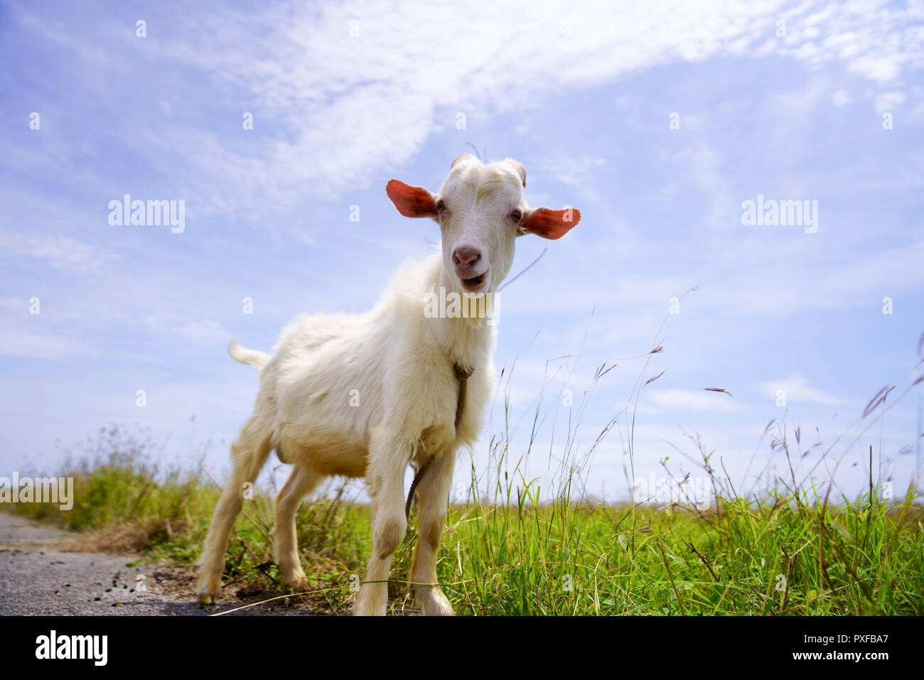 Ziege in Hateruma Insel, Präfektur Okinawa, Japan Stockfoto