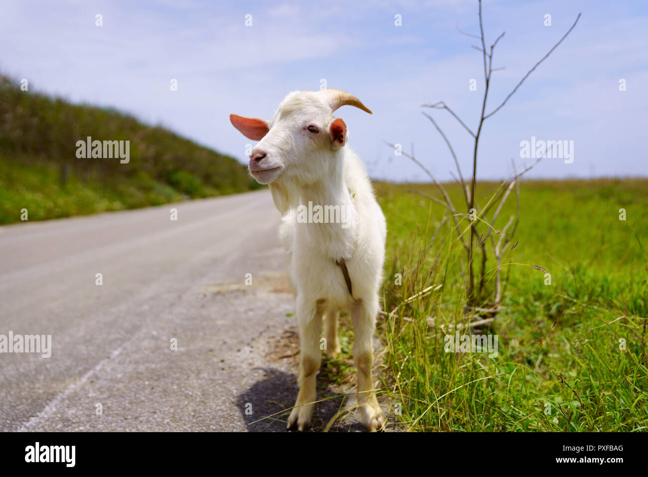 Ziege in Hateruma Insel, Präfektur Okinawa, Japan Stockfoto