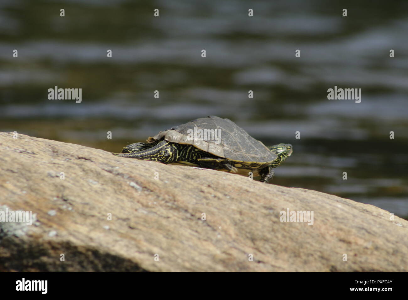 Northern Karte Turtle als besonderes Anliegen in der Species At Risk act in Kanada. Stockfoto