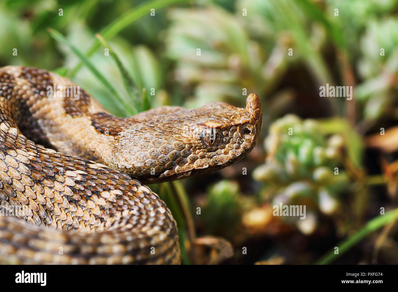 Nahaufnahme der schönen und gefährlichen europäischen Nase horned Viper (Vipera ammodytes) Stockfoto