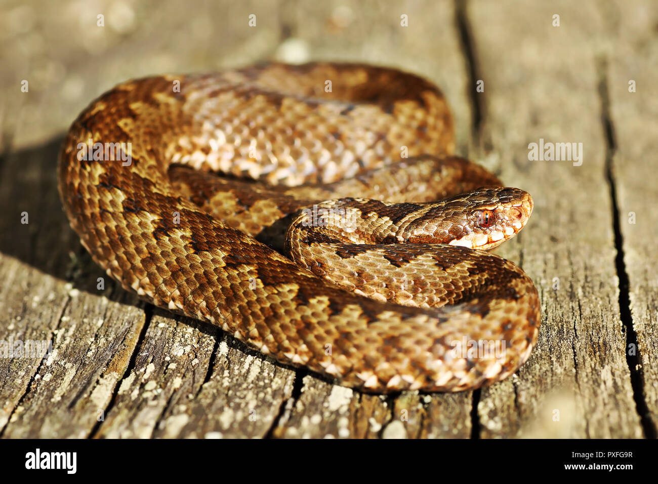 Bunte gemeinsamen europäischen Addierer basking auf Holz Plank (Vipera berus) Stockfoto