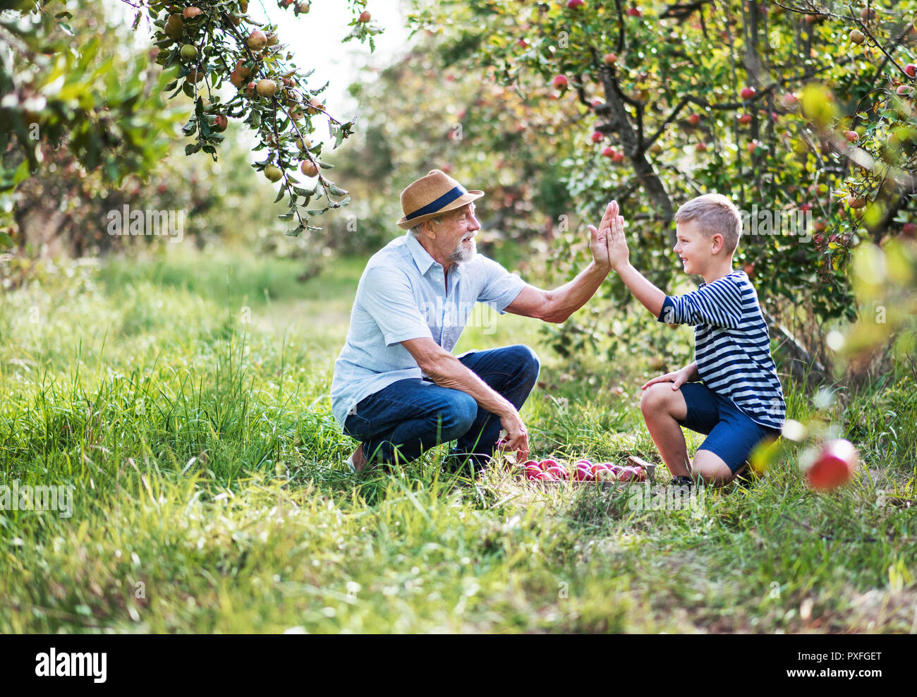 Ein älterer Mann mit kleinen Enkel pflücken Äpfel im Obstgarten im Herbst, hoch fünf. Stockfoto