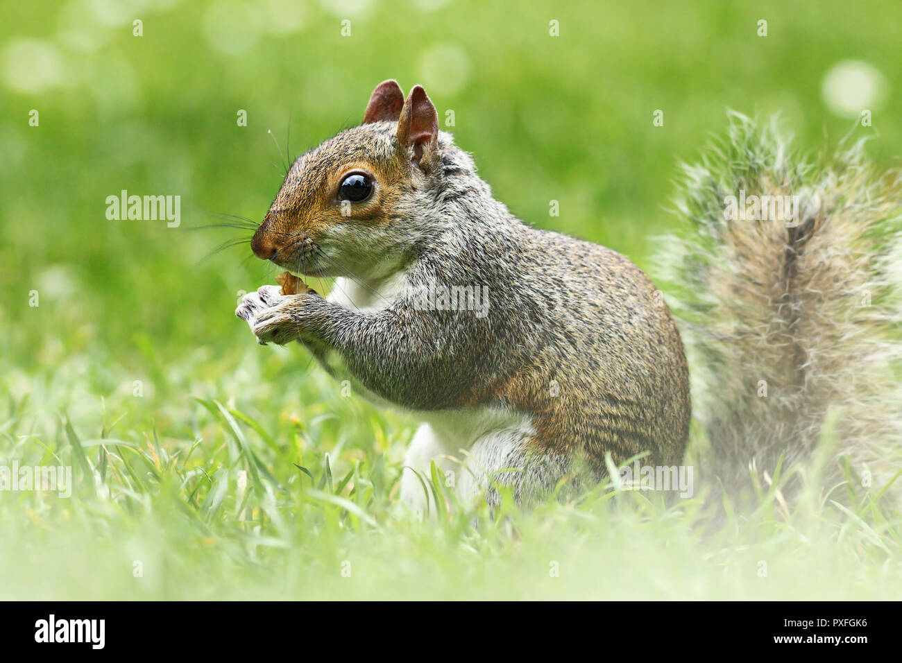 Niedliche graue Eichhörnchen im Gras, essen Mutter (Sciurus carolinensis, volle Länge) Stockfoto