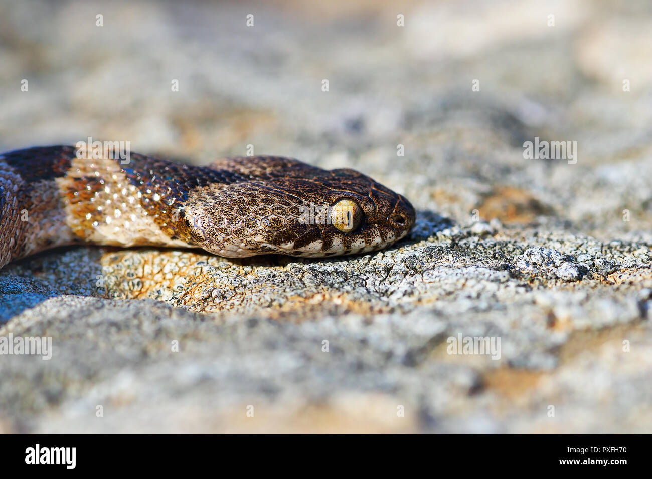 Telescopus fallax Kinder portrait in natürlicher Umgebung, Katze, Schlange fotografiert auf der Insel Milos, Griechenland Stockfoto