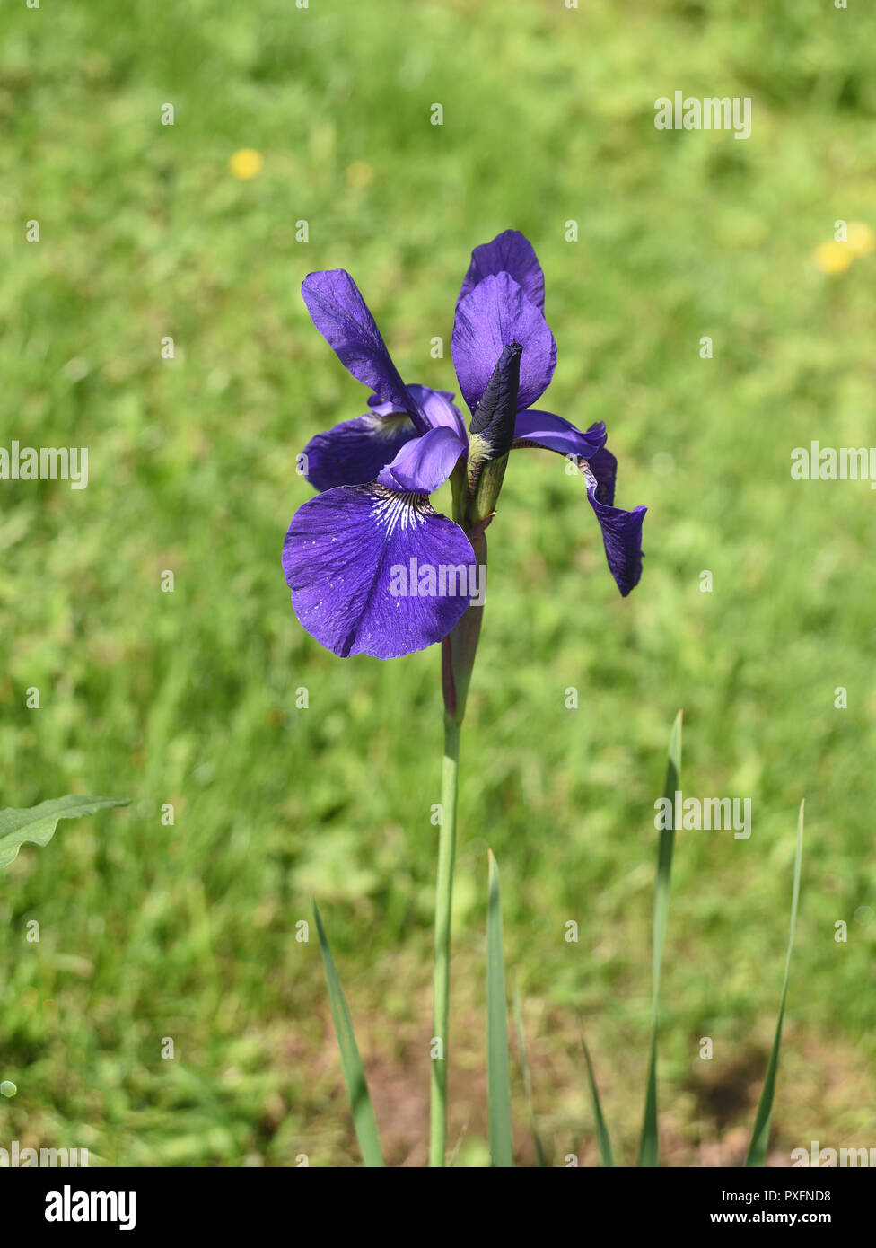 Sibirische Iris pumila Stockfoto
