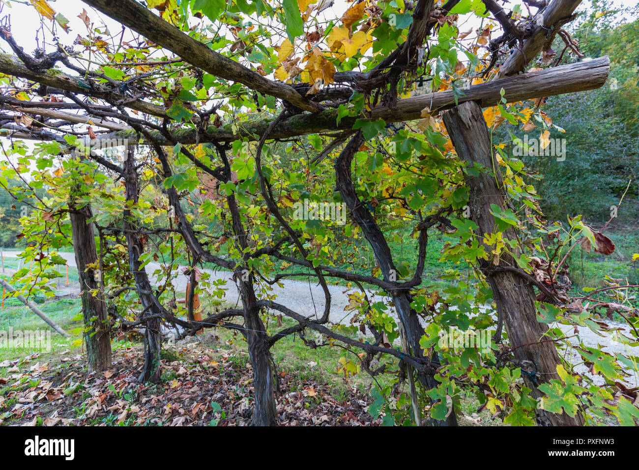 Holzbank unter einem Schutz von Bäumen im Wald Schweiz Stockfoto