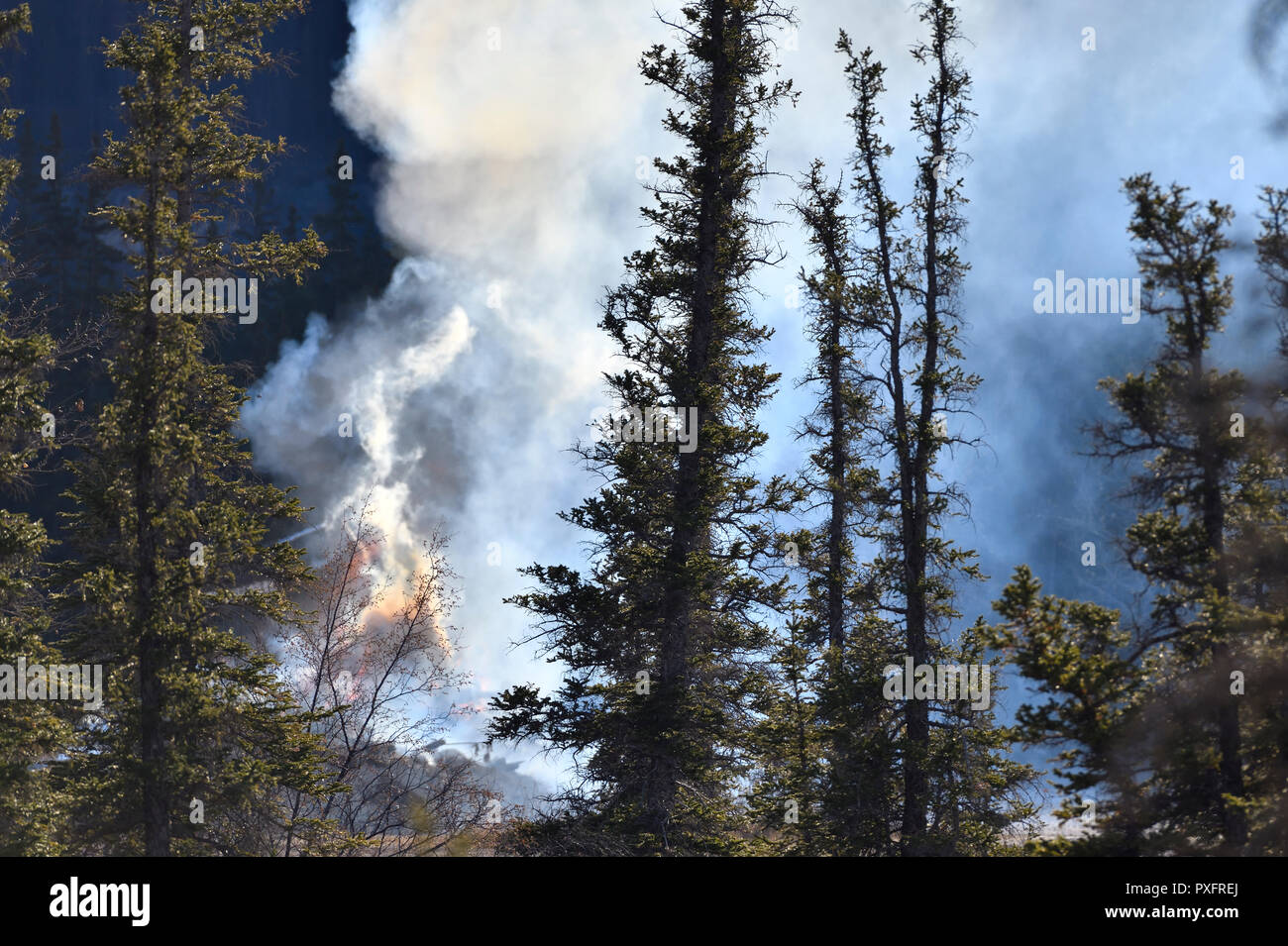 Ein Feuer im Wald im Jasper National Park, Alberta, Kanada Stockfoto