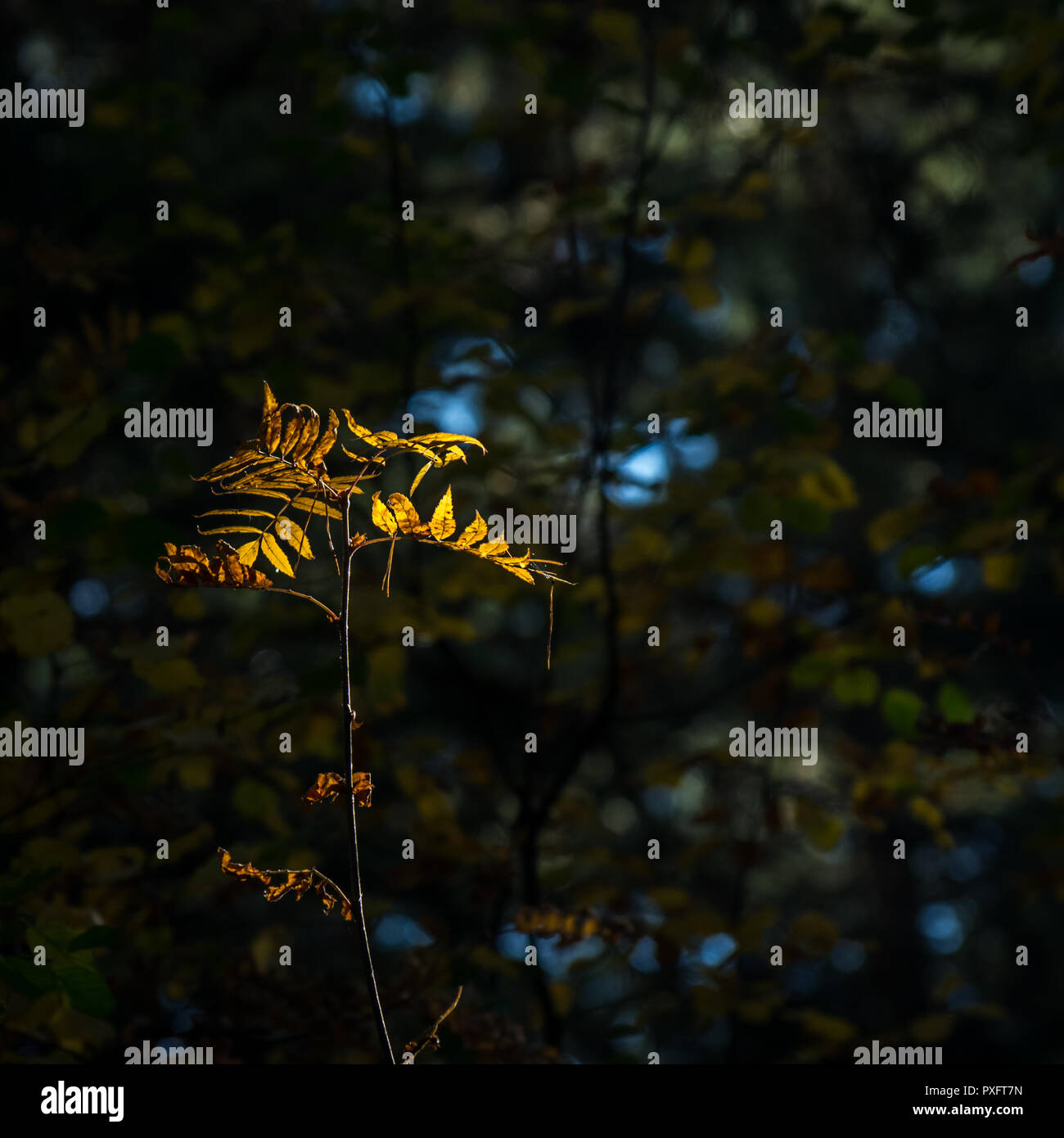 Licht der Hoffnung Konzept: leuchtende Blätter im Sonnenlicht in eine dunkle Geheimnisvolle Fantasy Forest. Herbst, Herbst buntes Laub Stockfoto