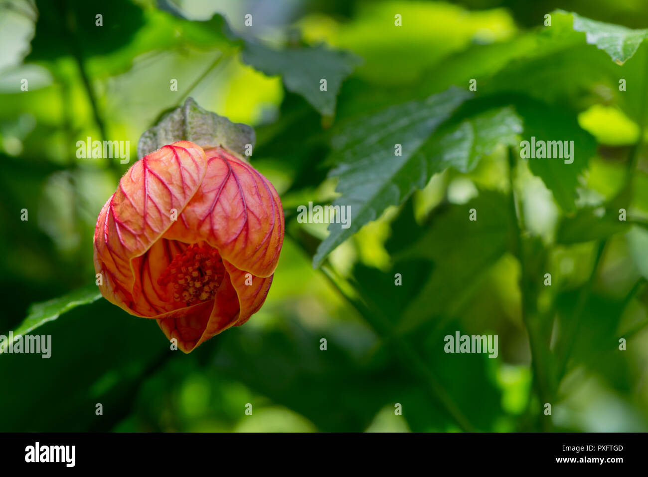 Abutilon Pictum aka Redvein Abutilon, Redein Blüte Ahorn und Chinesische Laterne. Ansicht von unten und wachsen in der natürlichen Laub. Stockfoto