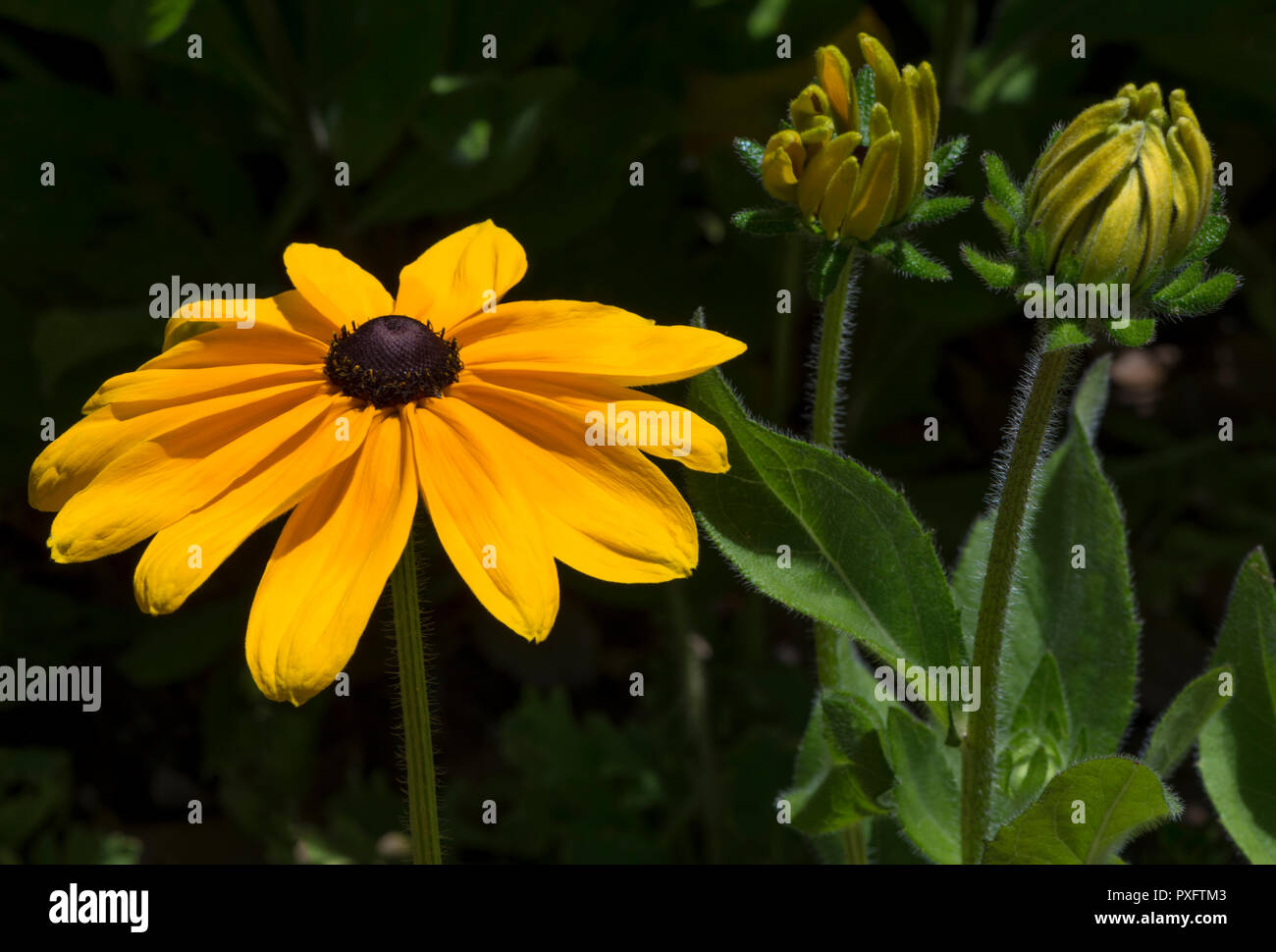 Rudbeckia hirta wie Knospen und blühen, auch als black-eyed oder braun-Eyed Susan, braun Betty, gloriosa Daisy, golden Jerusalem, das Auge des Bullen, Englisch Stockfoto